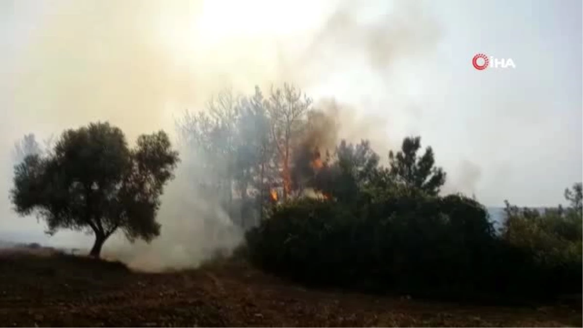 Manavgat\'a 3 günde 6 orman yangını: Asırlık çam ağacı yangını ucuz atlattı