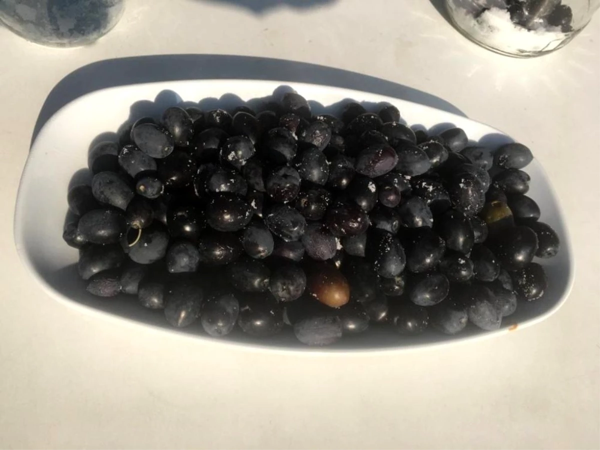 Osmancık\'ta zeytin hasadı başladı