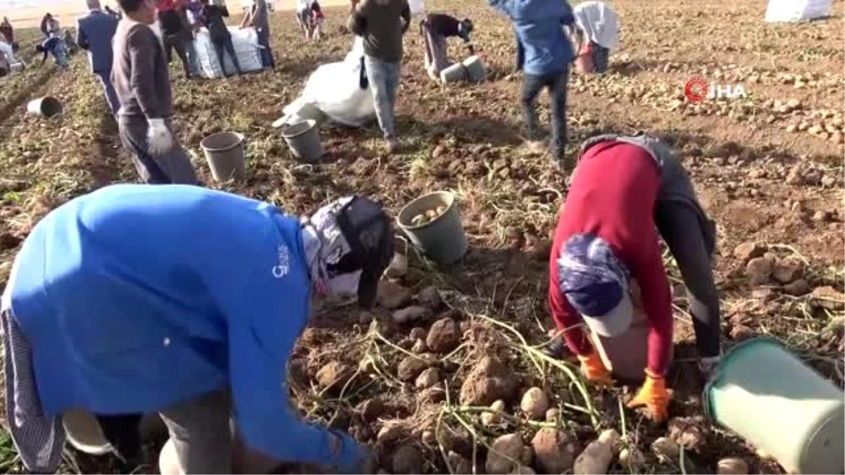 Patates sektöründen bu yıl 350 milyon TL gelir bekleniyor