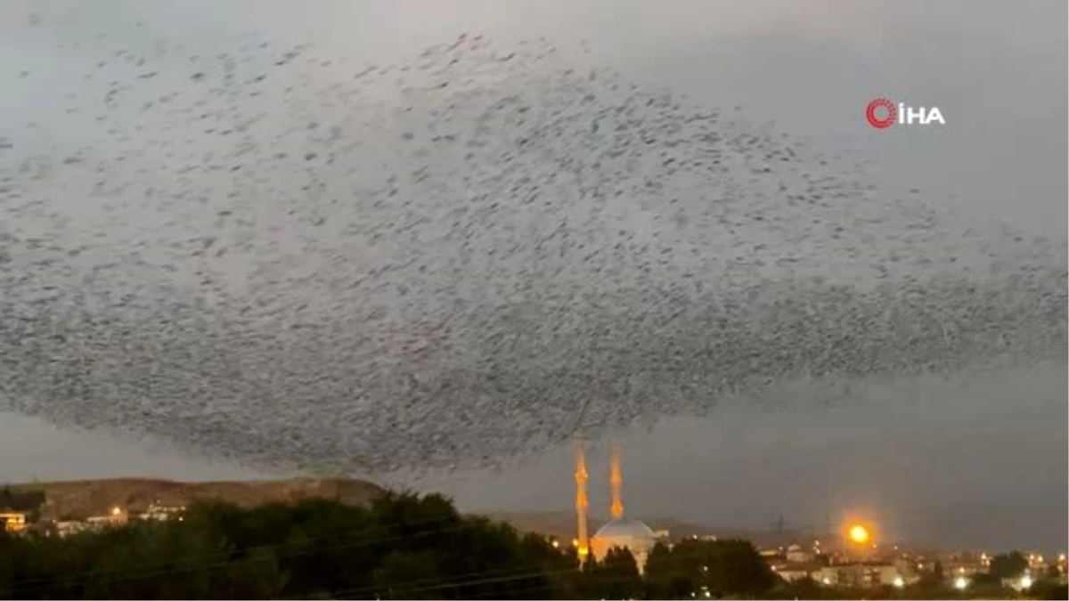 Son dakika haberi: Sığırcıkların kandil gösterisi