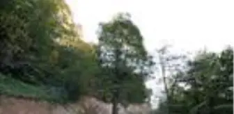 Yol ortasındaki asırlık gürgen, kesilmekten kurtarıldı