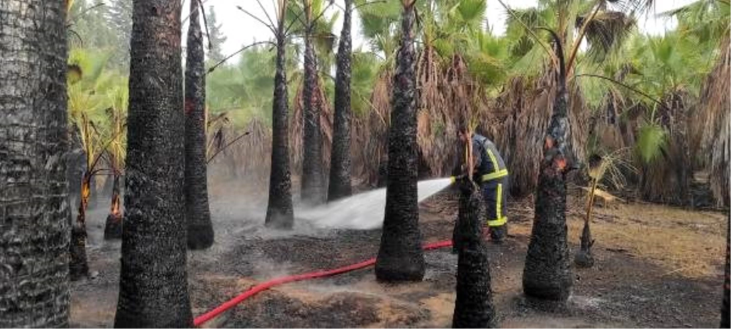 Son dakika: 30 yıllık 100 palmiye ağacı yangında küle döndü