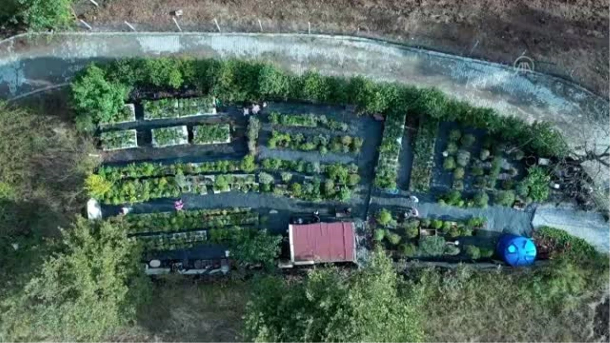 Bahçesinde sergilediği yüzlerce bonsai ile müze kurmayı hedefliyor