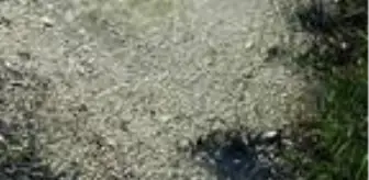 Bursa'da deredeki balıkların telef olmasının nedeni belli oldu