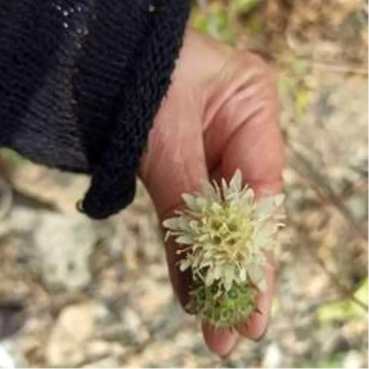 Düzce\'ye özgü bitkilerin yoğunluk tespiti yapıldı