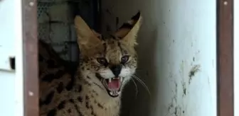 Nesli tükenmekte olan Serval kedisi, Gaziantep'te koruma altına alındı