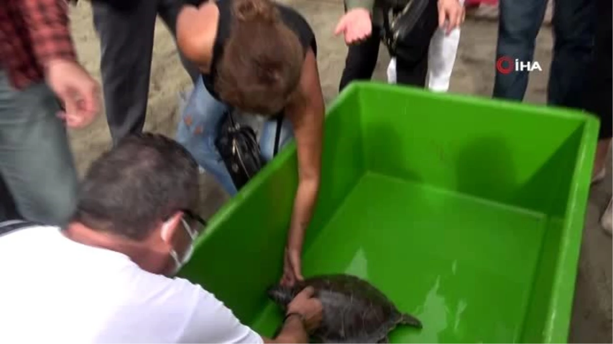 Tedavisi tamamlanan yeşil deniz kaplumbağası denize bırakıldı
