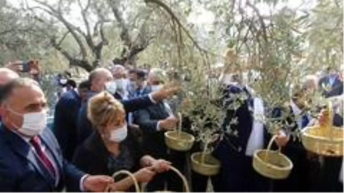 Hatay\'da temsili zeytin hasadı