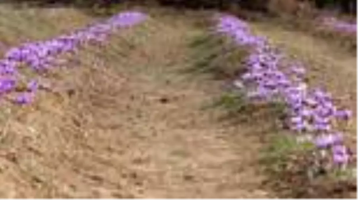 Safranbolu\'da "4. Safran Festivali" yapıldı