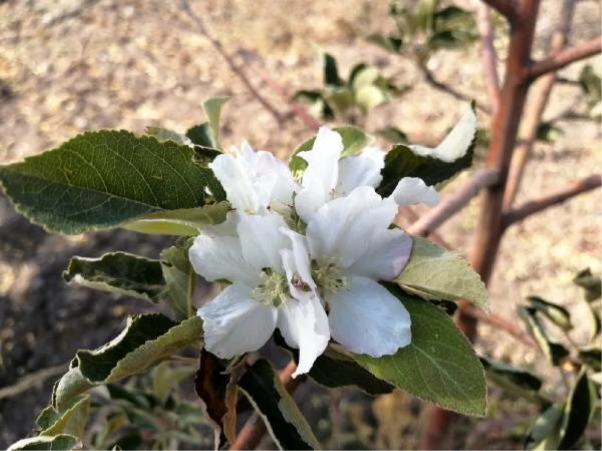 Sonbaharda elma ağacı çiçek açtı; üreticiler şaşkına döndü