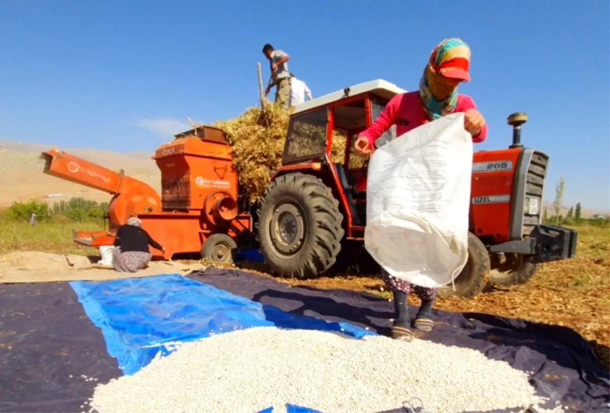 "Tarladan halka" fasulye ilgi görüyor