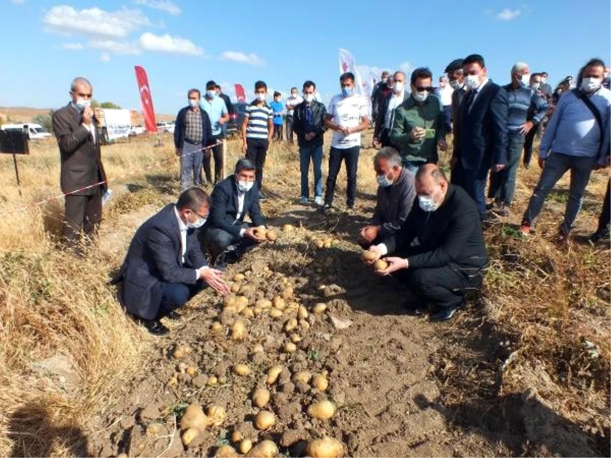 Yozgat\'ta 8 çeşit yerli patates hasadı yapıldı