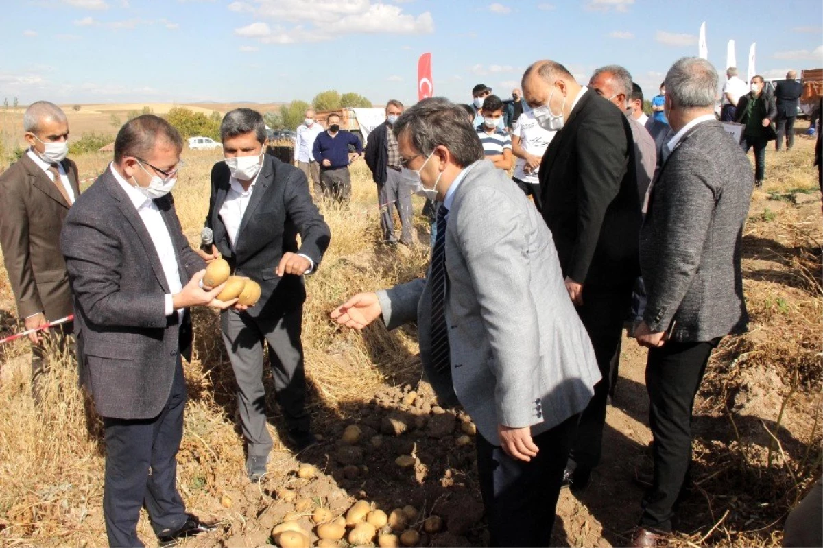 Yozgat\'ta yerli patates hasadı yapıldı