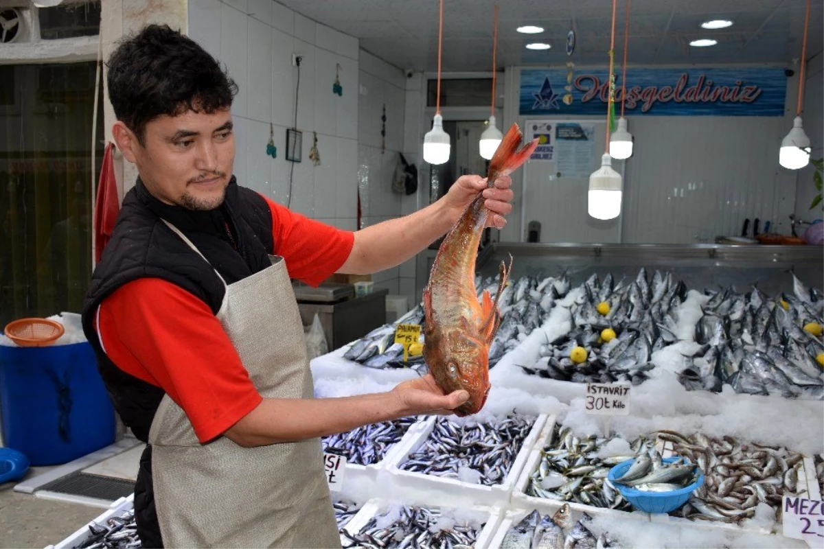 Sinop\'ta 2 kiloluk kırlangıç balığı yakalandı