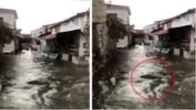 Tsunami Videosu Ceken Genc Suda Suruklenen Kisinin Babaannesi Oldugunu Fark Edince Feryat Etti Son Dakika