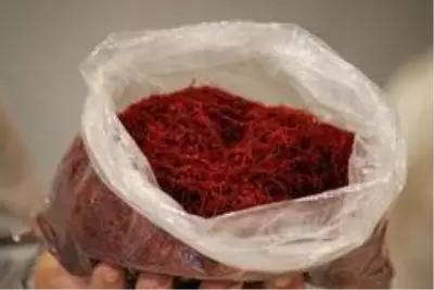 Yarım kilosu 25 bin liralık bir altın bileziğe denk olan 'safran', çelik kasalarda saklanıyor Yarım kilosu 25 bin liralık bir altın bileziğe denk olan 'safran', çelik kasalarda saklanıyor