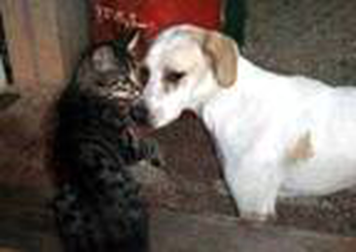 Kedi ile köpeğin dostluğu görenleri şaşırtıyor