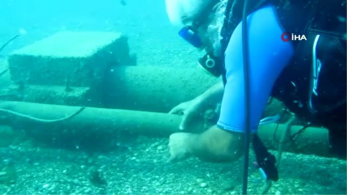 Profesör Gökoğlu, koruma altındaki orfoz yavrusunu denizin altında böyle kurtardı