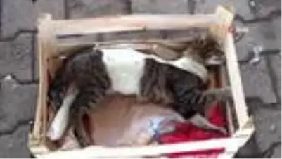 Ayagi Ve Govdesi Alciya Alinmis Kedi Pazarci Tezgahinda Hayata Tutundu Son Dakika