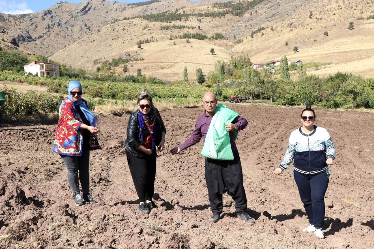 Başkan şalvarını giyip belediye arazisine karakılçık buğdayı ekti