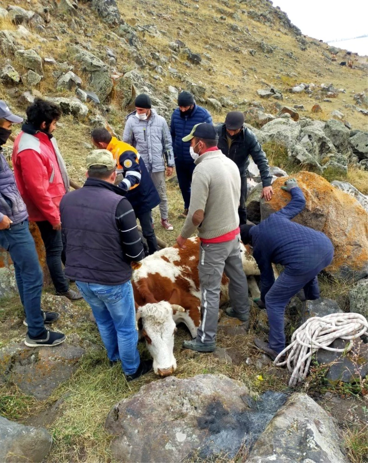 Son dakika haberleri | Kayalıklara düşen büyükbaş hayvanı AFAD kurtardı