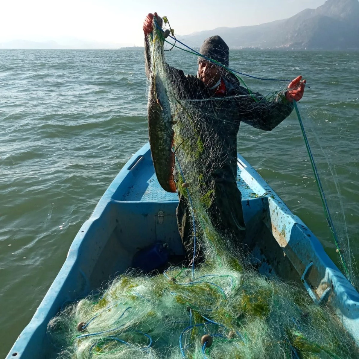 Son dakika haber... Eğirdir Gölü\'nde balıkçı ağına yayın balığı takıldı