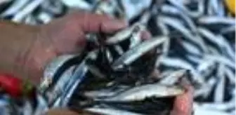 Karadenizli balıkçılar, hamsiyi bekliyor