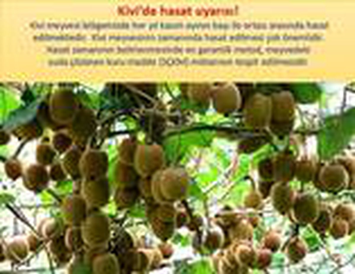 Kivi üreticilerine hasat uyarısı