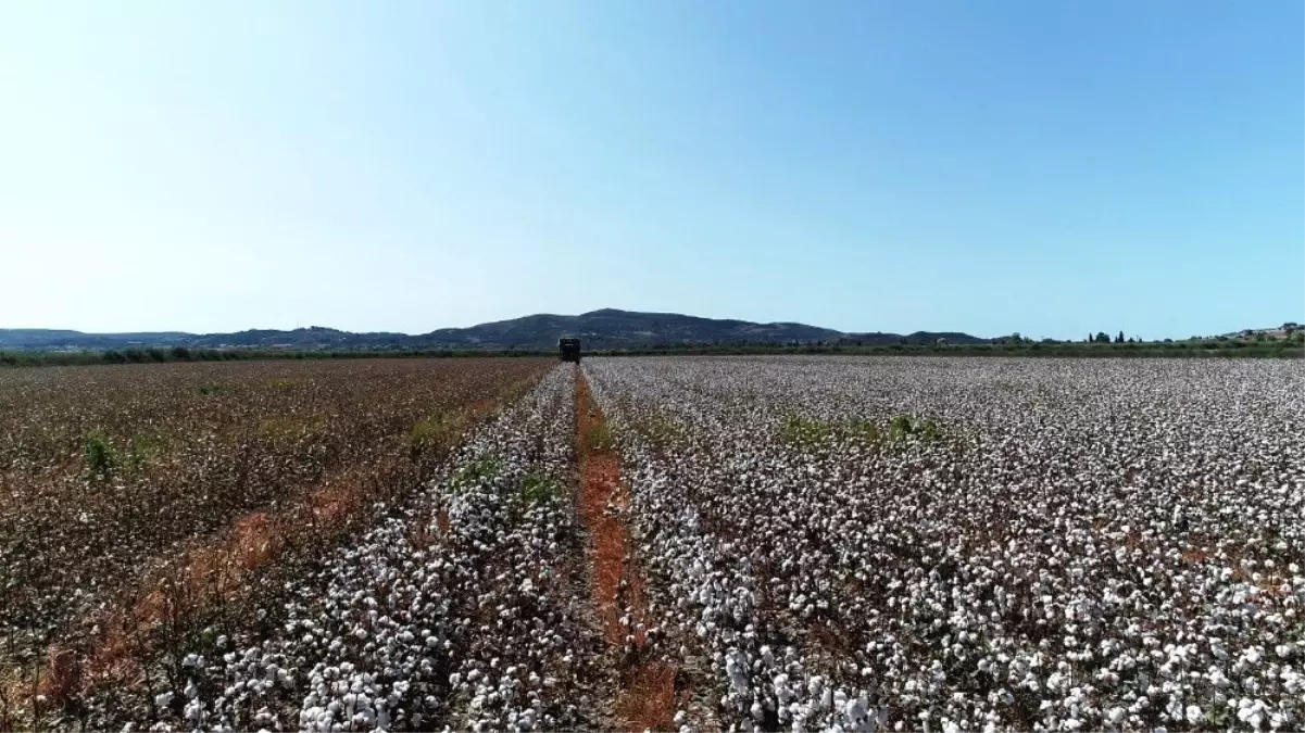 Kuraklığa rağmen, Aydın\'da sulama sezonu sorunsuz sona erdi