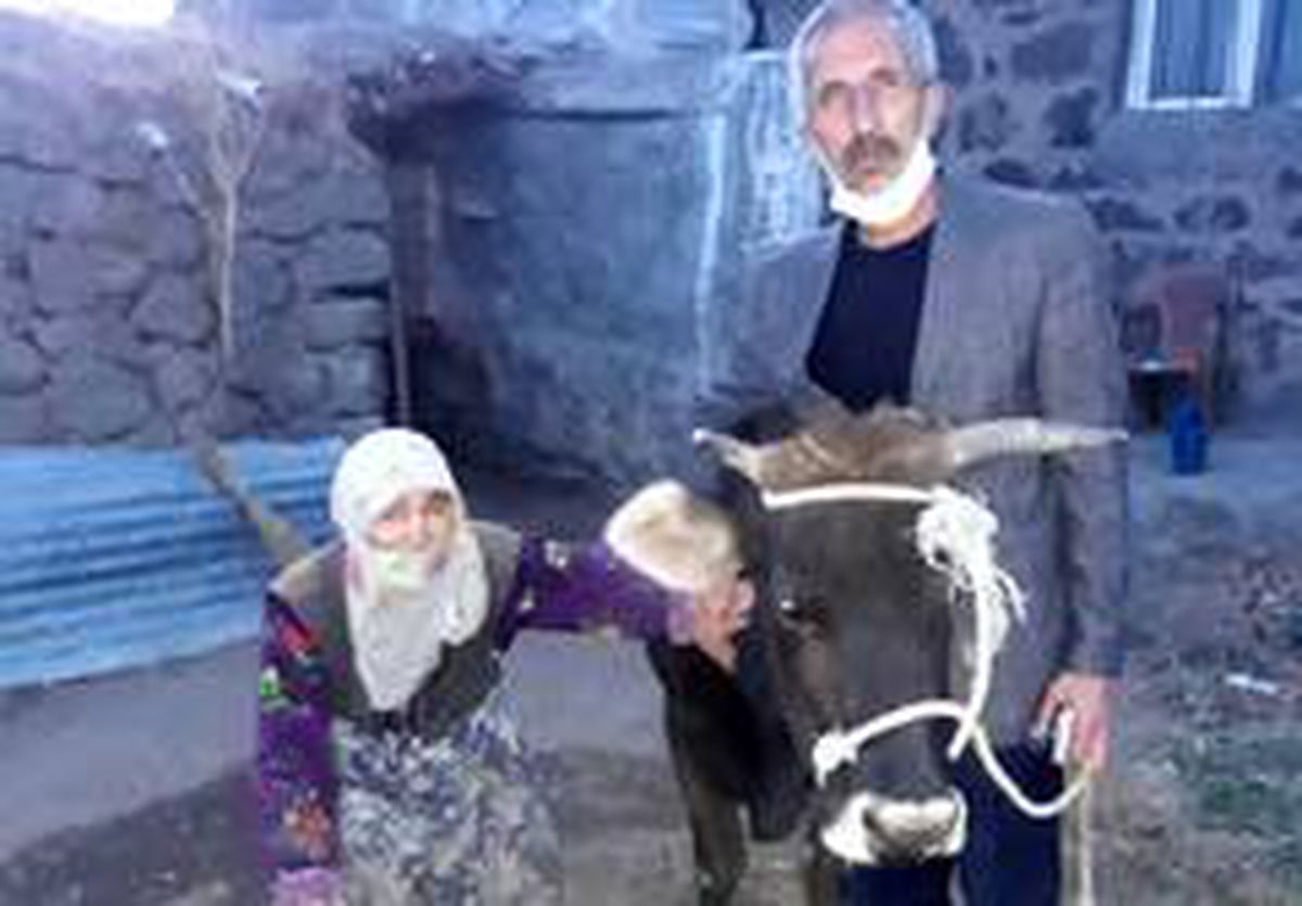 Necla Nine cami inşaatı için ineğini bağışladı