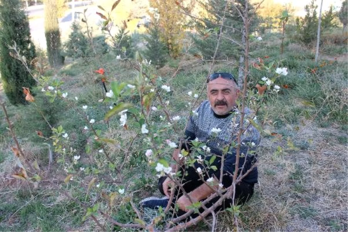 Elma ağacı, kasım ayında çiçek açtı