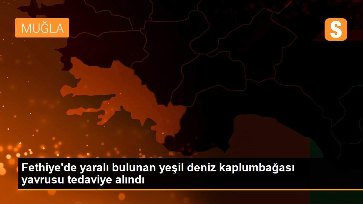 Fethiye\'de yaralı bulunan yeşil deniz kaplumbağası yavrusu tedaviye alındı