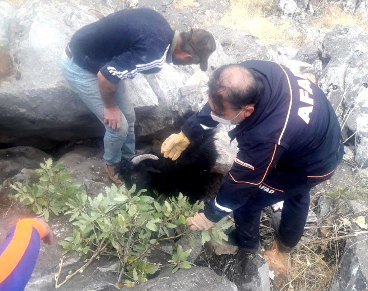 Kayaların arasına sıkışan keçiyi ekipler kurtardı