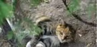 Son dakika haberi! Kedilerin zehirlenmesine tepki: İzmir'de kurtarılan hayvanlar, burada öldürülüyor