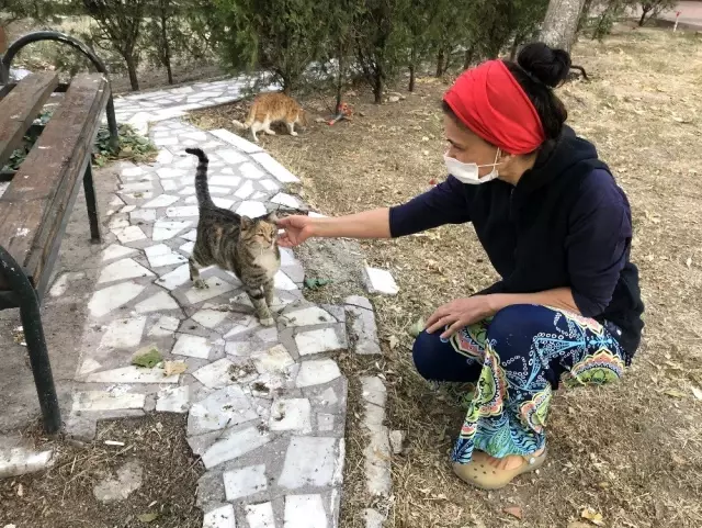 Konya'da kedilerin öldürüldüğü iddiası