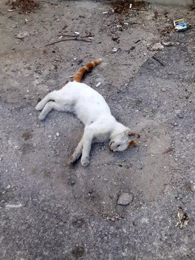 Konya'da kedilerin öldürüldüğü iddiası