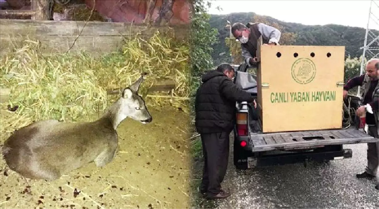 Köpeklerin saldırdığı gebe karaca kurtarıldı