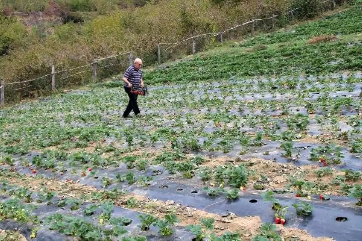 Eşinin karşı çıkmasına rağmen Artvin\'de çilek üretimine başladı, şimdi siparişlere yetişemiyor