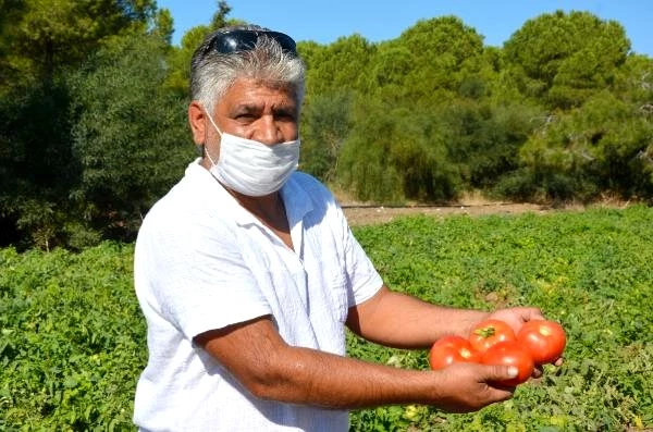 Datça'da güz domatesi hasadı başladı