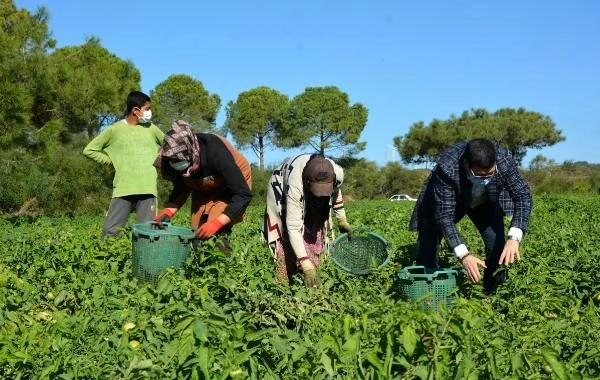Datça'da güz domatesi hasadı başladı
