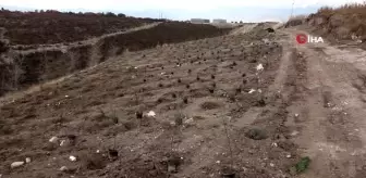 Emet'te 6 bin 500 fidan toprakla buluştu