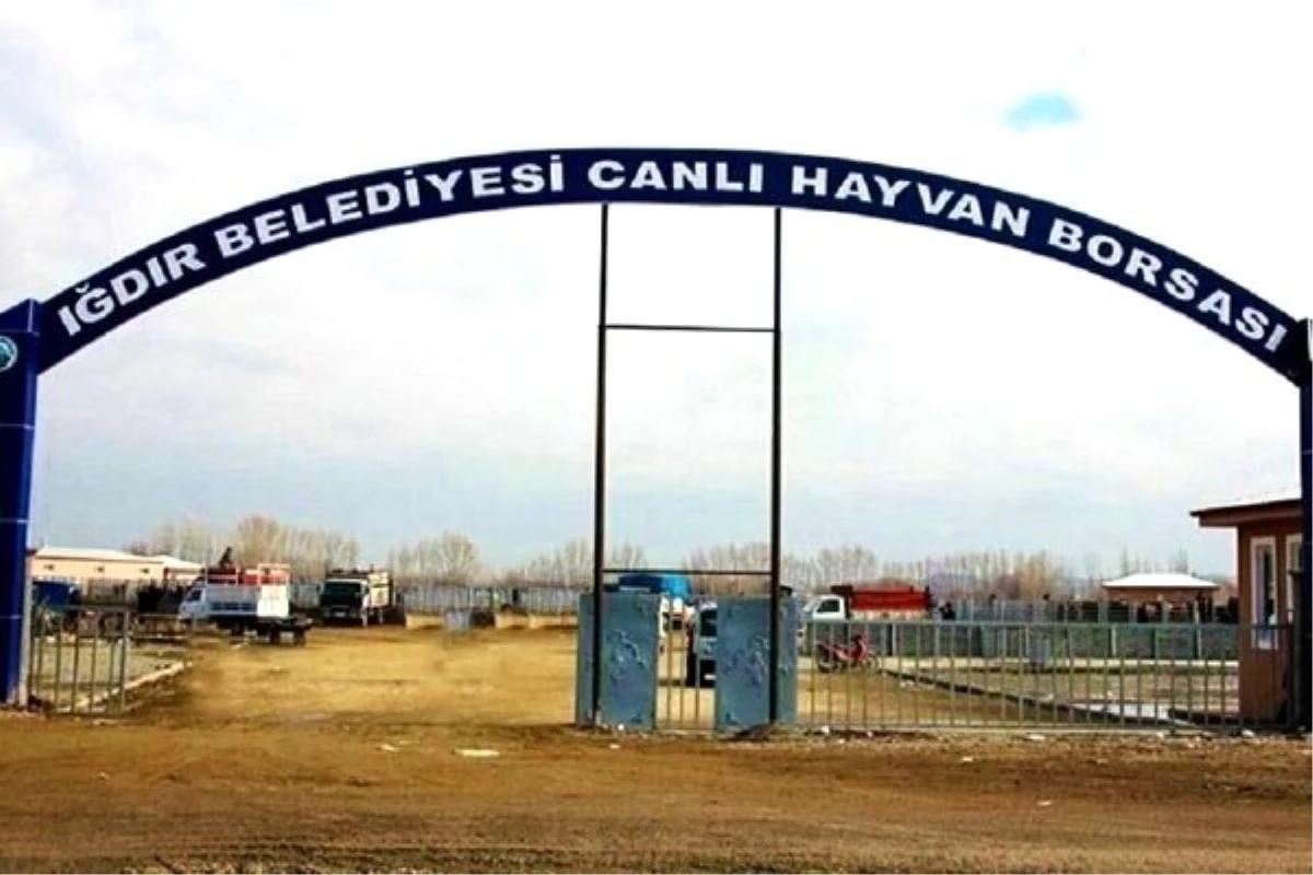 Iğdır \'Canlı Hayvan Pazarı\' haftada beş gün açık olacak