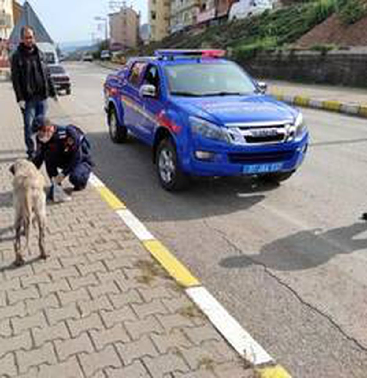 Son dakika haberleri | Jandarma ekipleri 12 sokak köpeğini aşıladı