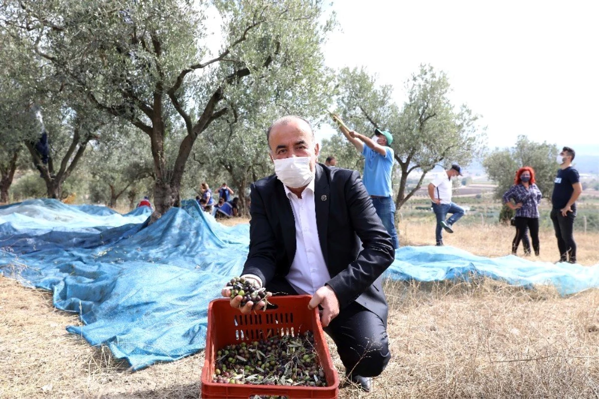 Mudanya Belediyesi\'nden zeytin üreticisine 356 bin liralık destek