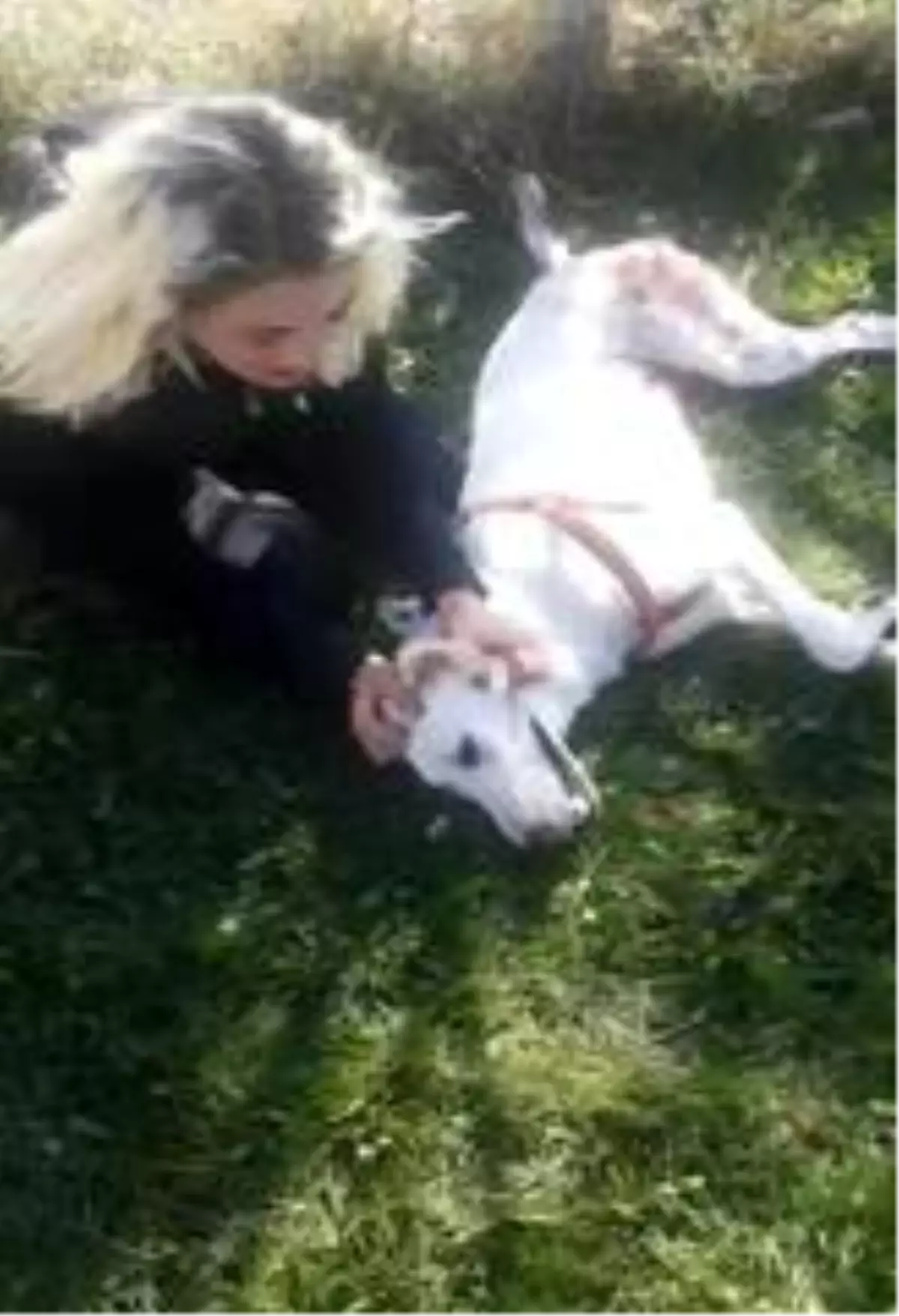 Tüfekle vurulan köpeğine sarılarak böyle feryat etti