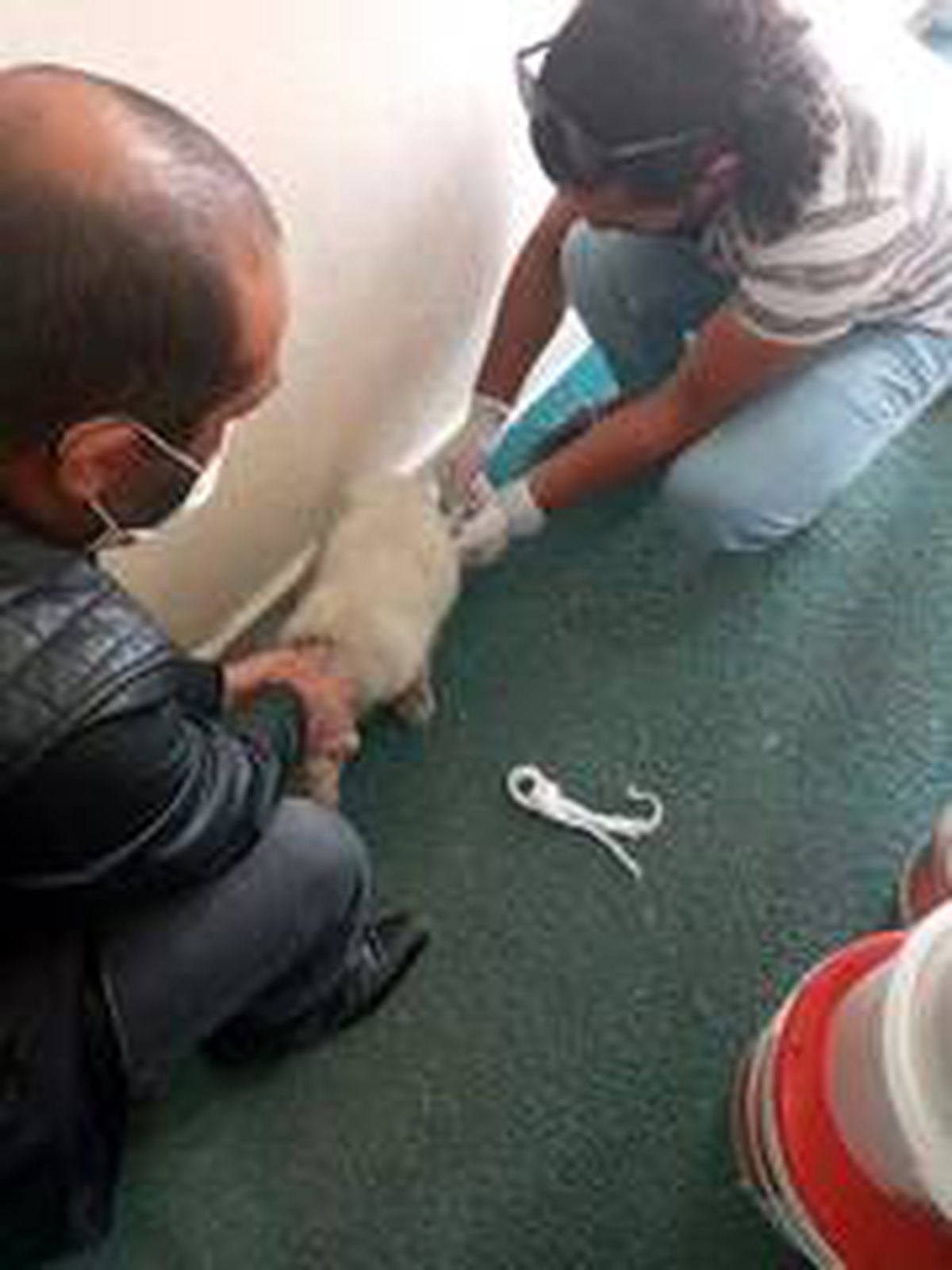 Yaralı halde bulunan yavru köpek tedavi edildi