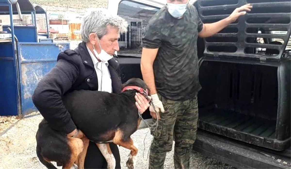 2 ayağından yaralanan köpek İstanbul\'a tedaviye gönderildi