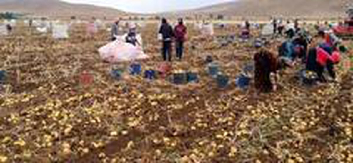 Bayburt\'ta patates hasadına başlandı