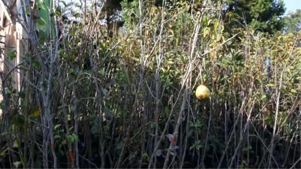 Doğa sevdalısı arkadaşlar Orman İşletme Müdürlüğüne meyve fidanı bağışladı