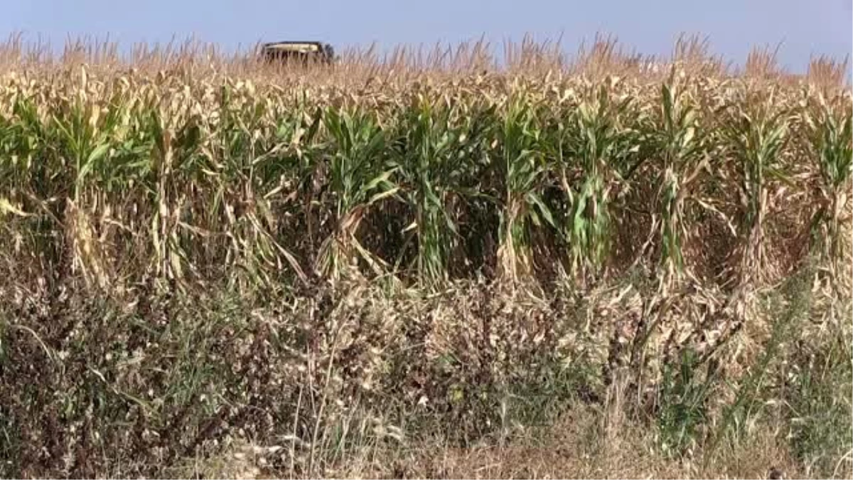 GAP\'ın başkenti Şanlıurfa\'da mısır hasadı bereketli başladı